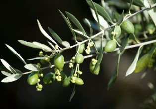 Χαλκιδική: Η έλλειψη εργατικών χεριών πήγε πίσω την συγκομιδή επιτραπέζιας ελιάς