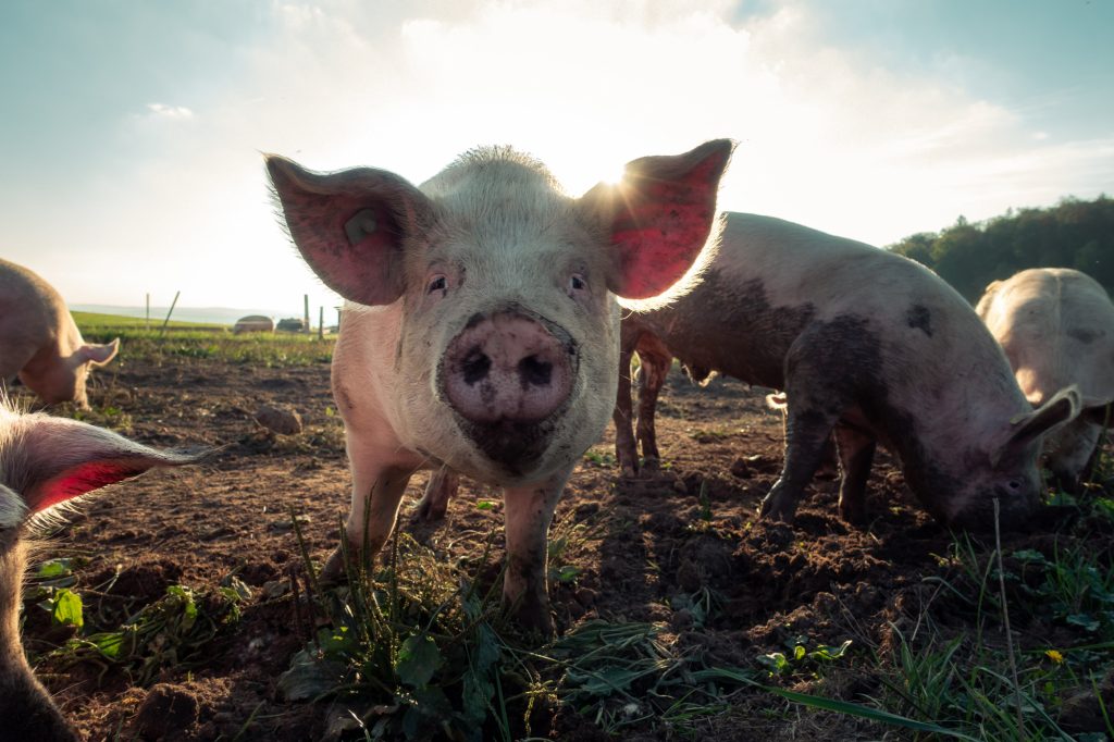 Κίνα: Γουρούνι σκότωσε χασάπη που πήγε να το σφάξει