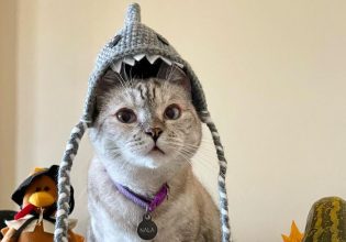 Τα πιο πλούσια κατοικίδια στον κόσμο – Δεν φαντάζεστε ποια φιγουράρουν στις πρώτες θέσεις