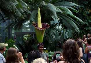 Ουρές κόσμου για να μυρίσουν το φυτό με την πιο άσχημη μυρωδιά