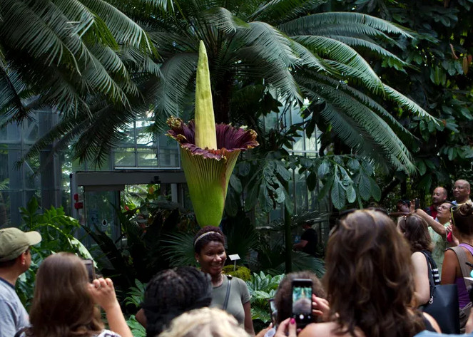 Ουρές κόσμου για να μυρίσουν το φυτό με την πιο άσχημη μυρωδιά