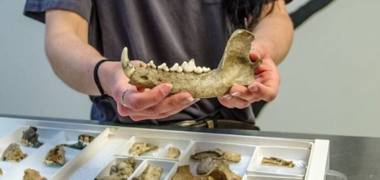 Οστά ιθαγενών σκύλων που φαγώθηκαν από αποίκους ανακαλύφθηκαν στο Τζέιμσταουν των ΗΠΑ