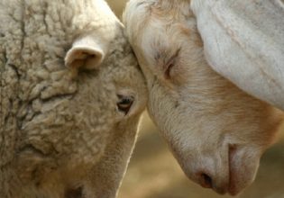ΟΠΕΚΕΠΕ: Τα δικαιολογητικά για τη συνδεδεμένη στην αιγοπροβατοτροφία