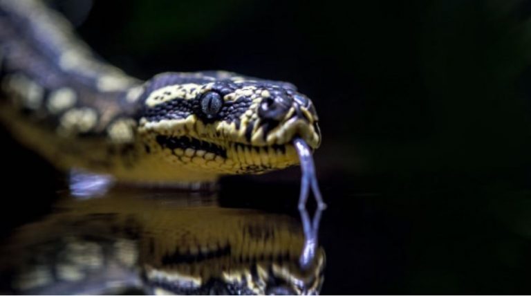 Πάτρα: Στο νοσοκομείο 37χρονος μετά από… μάχη με φίδι