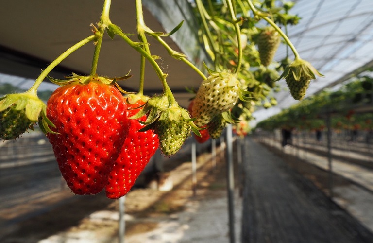 Εξαγωγές: «Με το δεξί» η σεζόν για φράουλα – Ανακάμπτουν πορτοκάλι – μανταρίνι