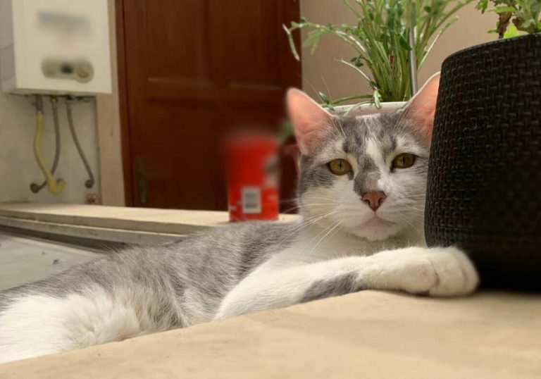 Όλη η Βολιβία στο πόδι για τον γάτο Τίτο: Τον αναζητούν από πυροσβέστες μέχρι μέντιουμ