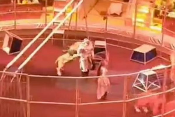Ρωσία: Λιοντάρι ορμάει και δαγκώνει τον θηριοδαμαστή του σε τσίρκο