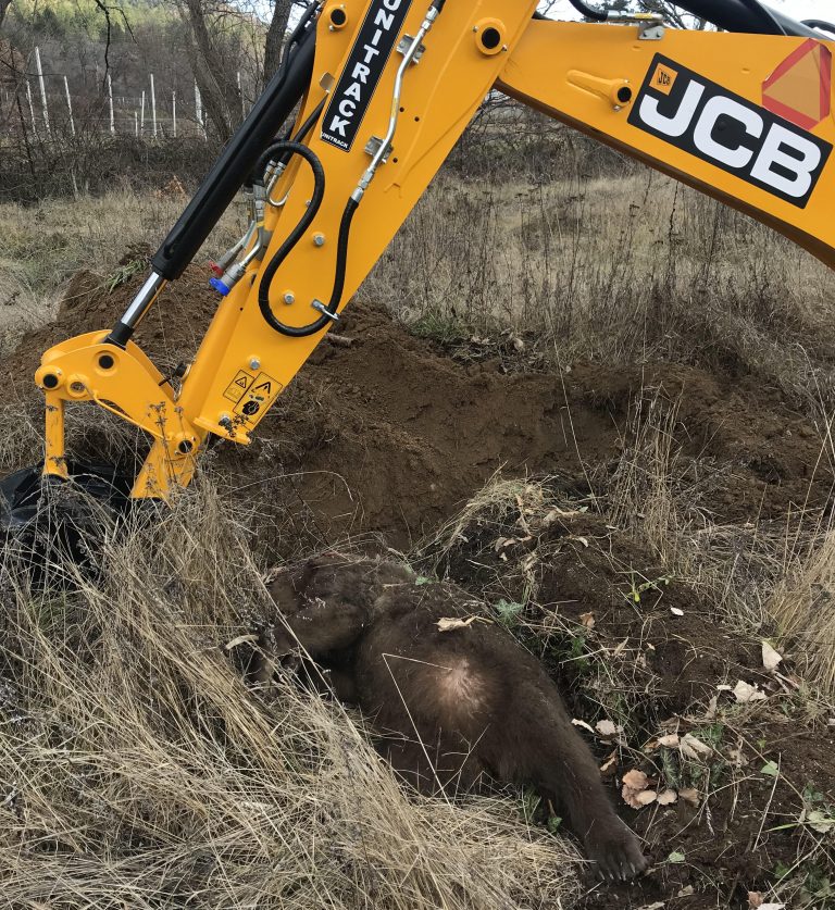 Φλώρινα: Νεκρή θηλυκή αρκούδα μετά από τροχαίο