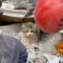 Σεισμός Τουρκία: Γατάκι ανασύρθηκε ζωντανό από τα συντρίμμια