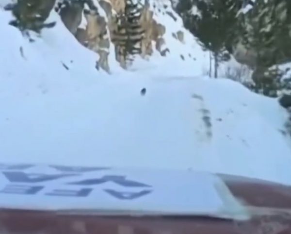 Σεισμός στην Τουρκία: Σκύλος καθοδήγησε διασώστες για να φτάσουν σε απομακρυσμένο χωριό – Είχαν χαθεί