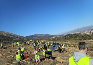 13.000 δέντρα φύτευσε ο Δήμος Παιανίας