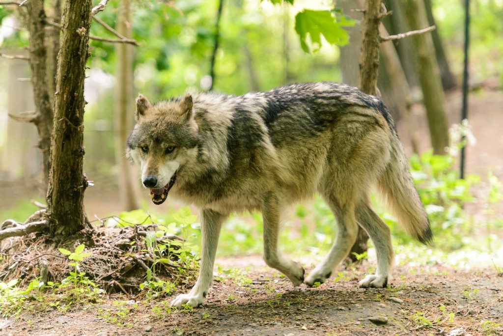 Πάρνηθα: Ευρωπαϊκό πρόγραμμα για τη συνύπαρξη λύκου και ανθρώπου
