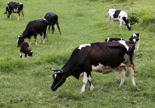 Κλιματική αλλαγή: Η Δανία ετοιμάζει φόρο άνθρακα στο βοδινό και τα γαλακτοκομικά