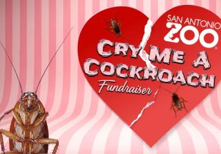 Αγίου Βαλεντίνου: Βάφτισε μια κατσαρίδα με το όνομα του πρώην σου