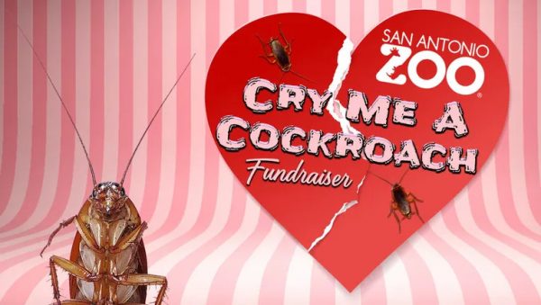 Αγίου Βαλεντίνου: Βάφτισε μια κατσαρίδα με το όνομα του πρώην σου