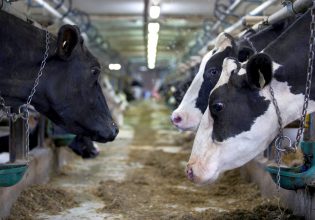 Αντιβιοτικά στο μενού