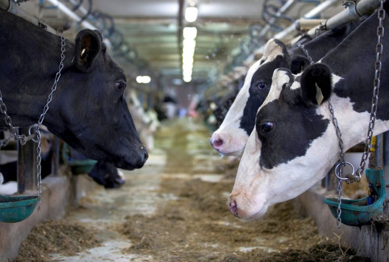 Αντιβιοτικά στο μενού