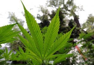 Λάρισα: Η αστυνομία εντόπισε  71 κιλά χασίς σε θαμμένα βαρέλια