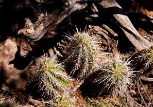 Κλιματική αλλαγή: Κάκτοι αντί για χιόνι στις ελβετικές βουνοπλαγιές
