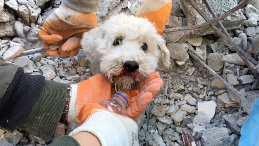 Σεισμός Τουρκία: Η στιγμή που οι διασώστες βγάζουν σκύλο από τα ερείπια