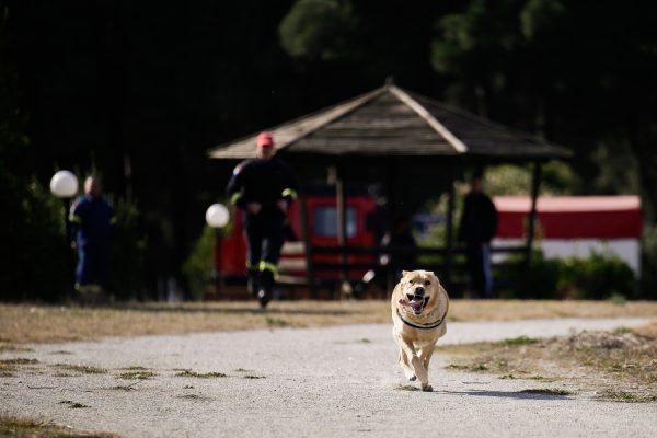 ΕΜΑΚ: Οι τετράποδοι ήρωες που σώζουν ζωές