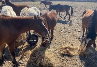 Να διαχειριστεί τους πληθυσμούς με τα άγρια άλογα προσπαθεί η Περιφέρεια Δ. Ελλάδας