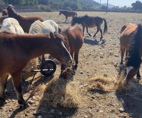 Να διαχειριστεί τους πληθυσμούς με τα άγρια άλογα προσπαθεί η Περιφέρεια Δ. Ελλάδας