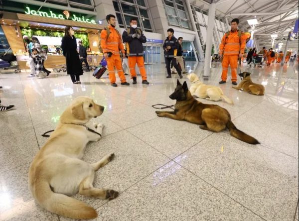 Σεισμός: Κίνα και Νότια Κορέα στέλνουν διασώστες και ειδικούς σκύλους στην Τουρκία