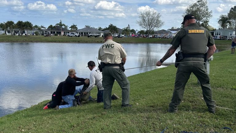 ΗΠΑ: Ηλικιωμένη σκοτώθηκε από αλιγάτορα προσπαθώντας να σώσει τον σκύλο της