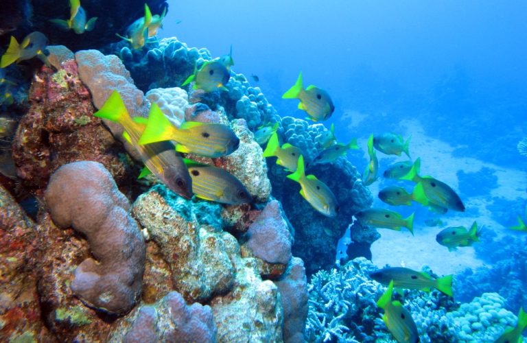 Βιοποικιλότητα: Κρίσιμες διαπραγματεύσεις στη Νέα Υόρκη για την προστασία των ωκεανών