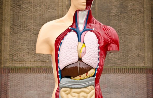 Σουβενίρ της εξέλιξης: Τα (περίπου) άχρηστα όργανα του ανθρώπινου σώματος