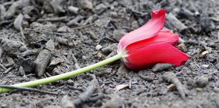 Μην ξανασκοτώνετε τους νεκρούς στο Μάτι