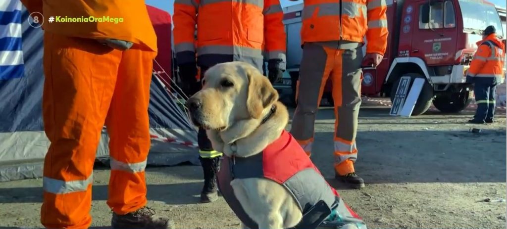 Σεισμός στην Τουρκία: Πώς η Sugar η σκυλίτσα των ελλήνων εθελοντών διασωστών έσωσε εγκλωβισμένο