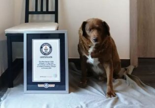 Ρεκόρ Γκίνες: Αυτός είναι ο γηραιότερος σκύλος όλων των εποχών – Δεν φαντάζεστε πόσο ετών είναι
