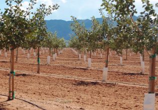 Φιστικιά: Καιρός για λίπανση και κλάδεμα – Τι να προσέξετε