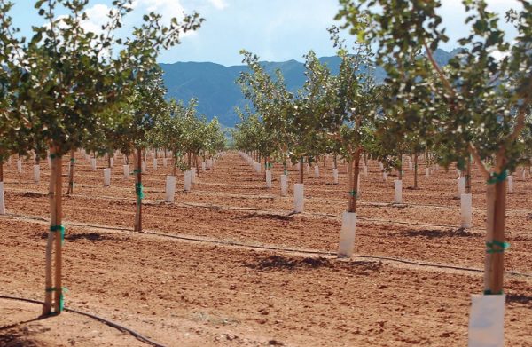 Φιστικιά: Καιρός για λίπανση και κλάδεμα – Τι να προσέξετε