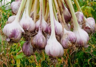 Έβρος: Εγκαταλείπεται η παραγωγή σκόρδου – Ασύμφορη η καλλιέργεια