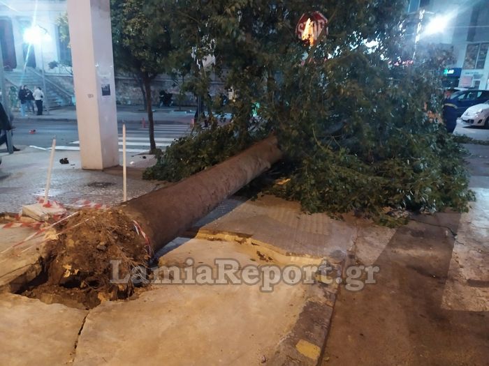 Λαμία: Δέντρο έπεσε ξαφνικά στη μέση του δρόμου