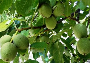 Καρυδιά: Πώς θα περιοριστούν φυτοπροστατευτικά προβλήματα