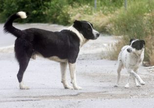 Αλμυρός: Αδέσποτα επιτέθηκαν σε τρίχρονο παιδί και στην μητέρα του