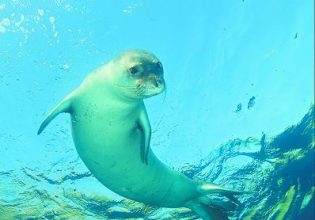 Ασπίδα για τα απειλούμενα είδη της Ελλάδας