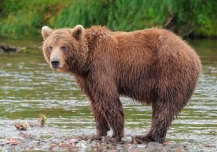 Καστοριά: Επιχείρηση από Ομάδα Άμεσης Επέμβασης για αρκούδα με δύο νεογέννητα