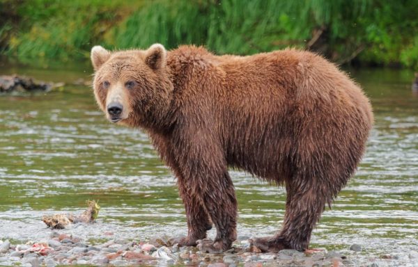 Καστοριά: Επιχείρηση από Ομάδα Άμεσης Επέμβασης για αρκούδα με δύο νεογέννητα