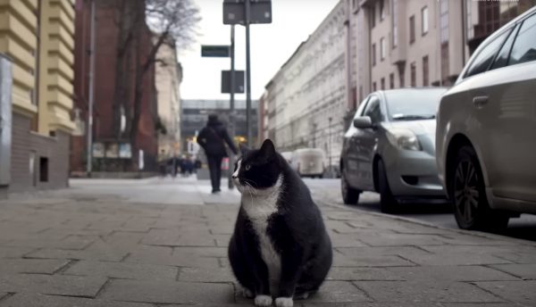 Πολωνία: Ο Gacek είναι το κορυφαίο τουριστικό αξιοθέατο της πόλης Szczecin