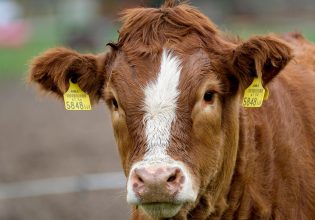 Ρωσία: Αμερικανίδα ακτιβίστρια έβγαλε βόλτα ένα μοσχάρι στην Κόκκινη Πλατεία και συνελήφθη