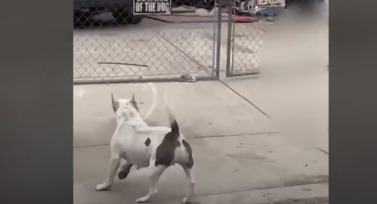 ΗΠΑ: Ηλικιωμένος έχασε τη ζωή του και τρεις τραυματίστηκαν μετά από άγρια επίθεση σκύλων στο Σαν Αντόνιο