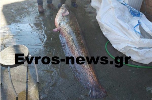 Εβρος: Επιασε στον ποταμό με καλάμι γουλιανό μήκους 2 μέτρων και βάρους 50 κιλών