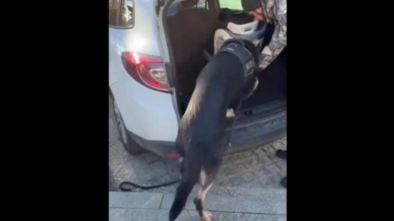 Θεσσαλονίκη: Ο αστυνομικός σκύλος «Ακύλας» ξετρύπωσε ναρκωτικά κρυμμένα σε παιδικό κάθισμα αυτοκινήτου
