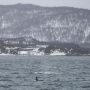 Νορβηγία: Ο Αρτούρ Γκερέν-Μπέρι κολυμπά με όρκες στον παγωμένο αρκτικό ωκεανό