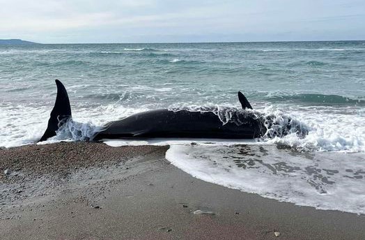 Κύπρος: Νεκρές φάλαινες στις ακτές της Πάφου - Πιθανή αιτία οι σεισμοί στην Τουρκία